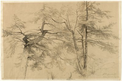 Study of Two Trees, Bolton, Lake George, New York, 1863 by Asher Brown Durand